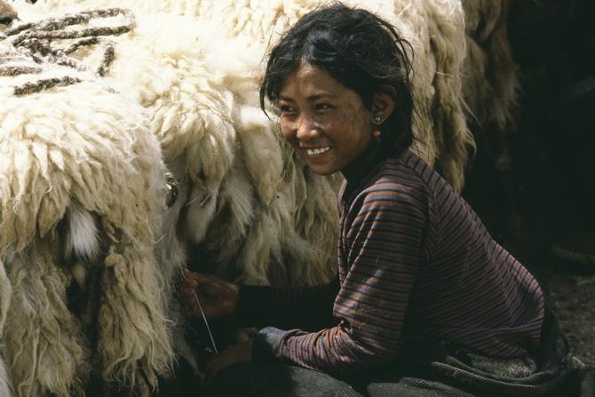 A Tewa girl at milking goats, 1986